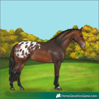 Horse Color:Bay Blanket