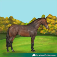 Horse Color:Bay Varnish 