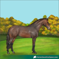 Horse Color:Bay Appaloosa