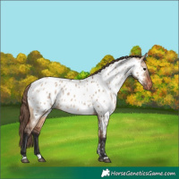 Horse Color:Bay Dun Appaloosa