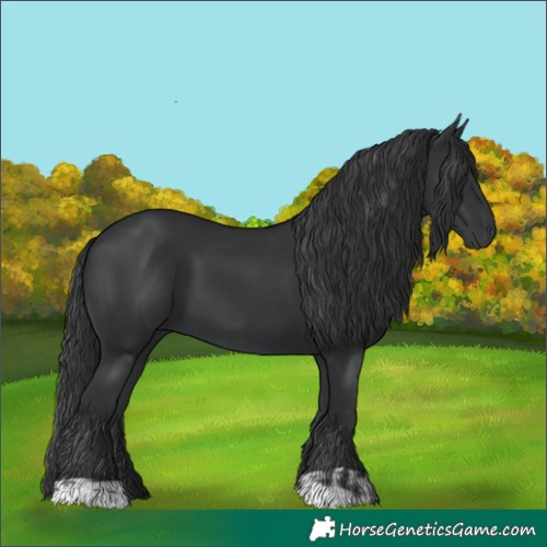 Horse Color:Black  and Black 