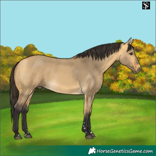 Horse Color:Buckskin Dun 