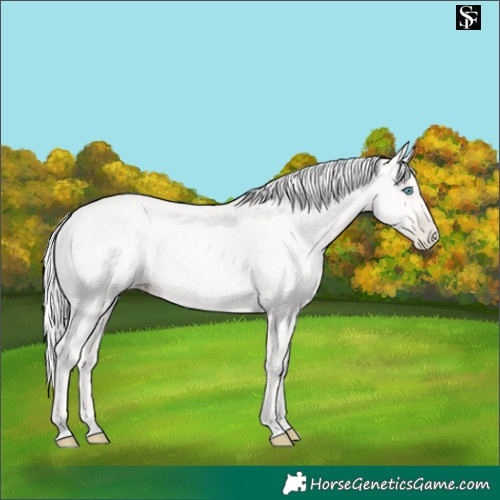 Horse Color:Gold Cream Champagne
