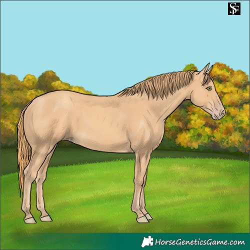 Horse Color:Gold Champagne 