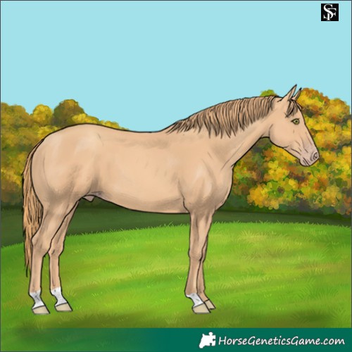 Horse Color:Gold Champagne 