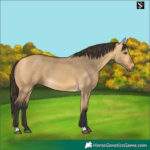 Horse Color:Buckskin Dun 