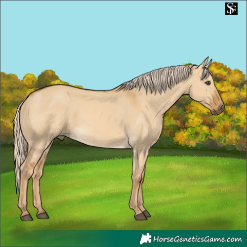 Horse Color:Palomino Dun 