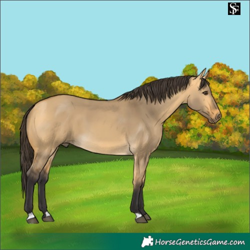 Horse Color:Buckskin Dun 