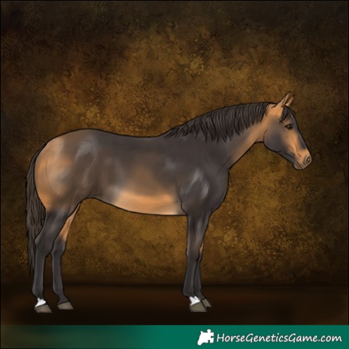 Horse Color:Buckskin 