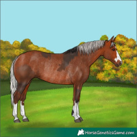 Horse Color:Bay Rabicano  and Silver Bay Rabicano 