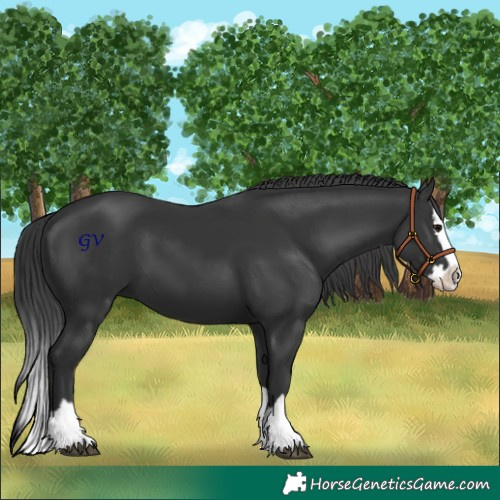 Horse Color:Black Splash 