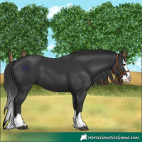 Horse Color:Black Splash 