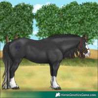 Horse Color:Black Splash 