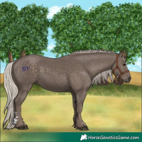 Horse Color:Silver Black
