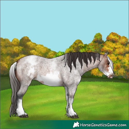Horse Color:White Spotted Bay Roan Frame 