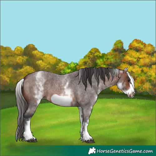 Horse Color:White Spotted Brown Roan Frame