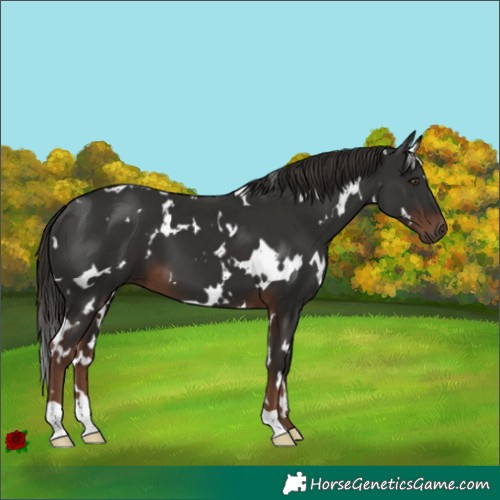 Horse Color:White Spotted Liver Chestnut 