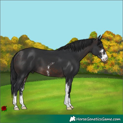 Horse Color:Brown Sabino 