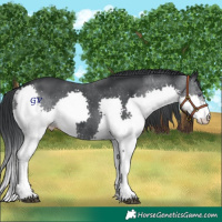 Horse Color:Black Chinchilla Splash 