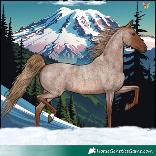 Horse Color:Red Roan