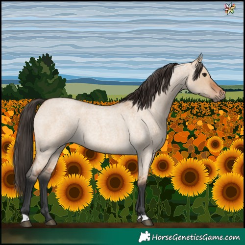 Horse Color:Bay Roan Dun 
