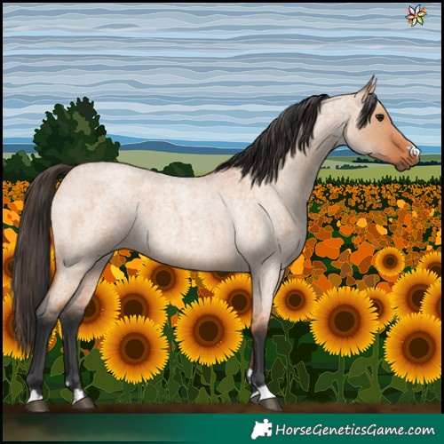 Horse Color:Bay Roan Dun 
