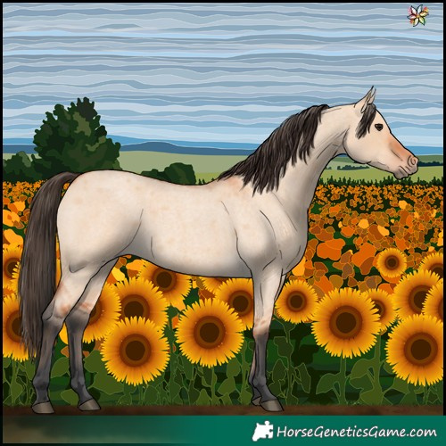 Horse Color:Bay Roan Dun 