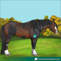 Horse Color:Black  and Brown 