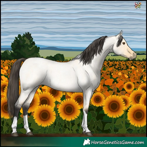 Horse Color:Buckskin Roan Dun Tobiano 