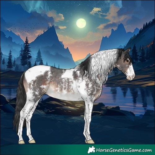 Horse Color:Brown Sabino Tobiano Rabicano 