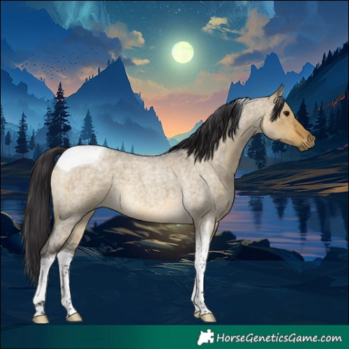 Horse Color:Buckskin Roan Dun Tobiano