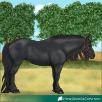 Horse Color:Black 