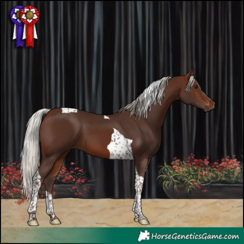 Horse Color:Silver Brown Tobiano 