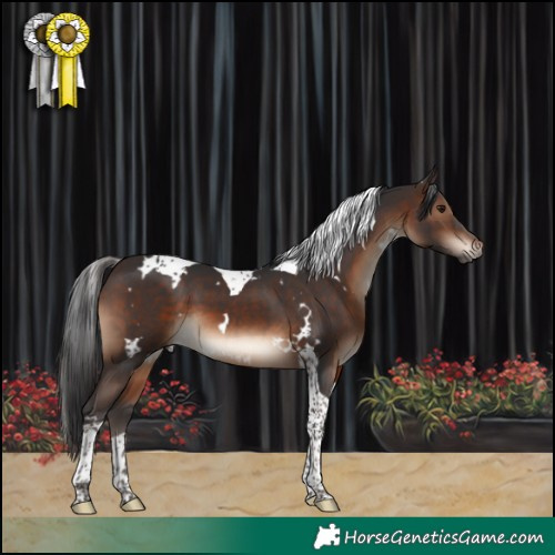 Horse Color:White Spotted Brown Tobiano 