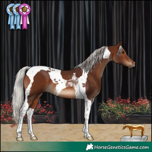 Horse Color:Silver Brown Tobiano 