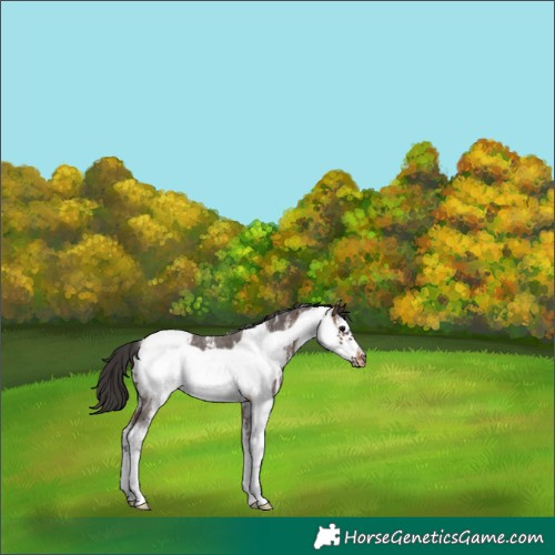Horse Color:Brown Sabino Frame Appaloosa 