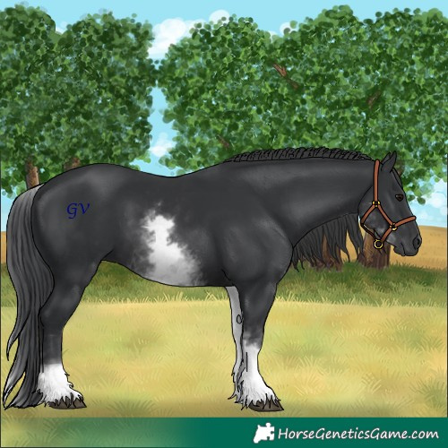 Horse Color:White Spotted Black