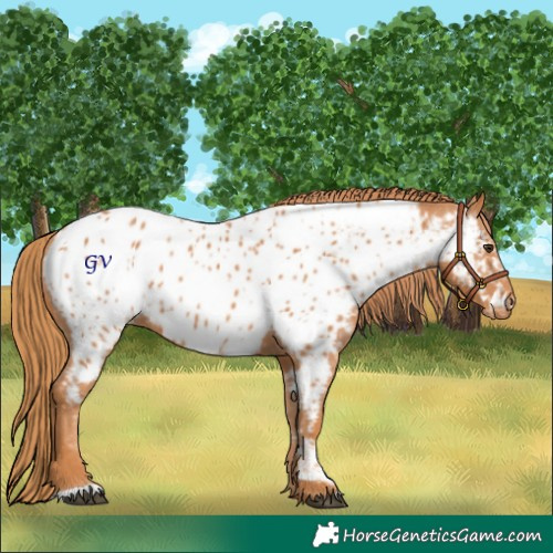 Horse Color:Chestnut Appaloosa 