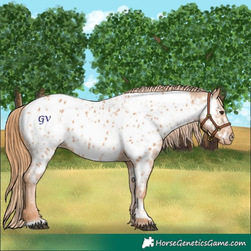 Horse Color:Chestnut Near Leopard 