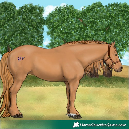 Horse Color:Chestnut 