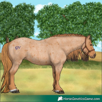 Horse Color:Red Roan