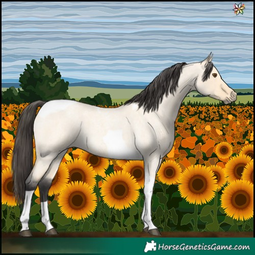 Horse Color:Buckskin Roan Dun Tobiano 