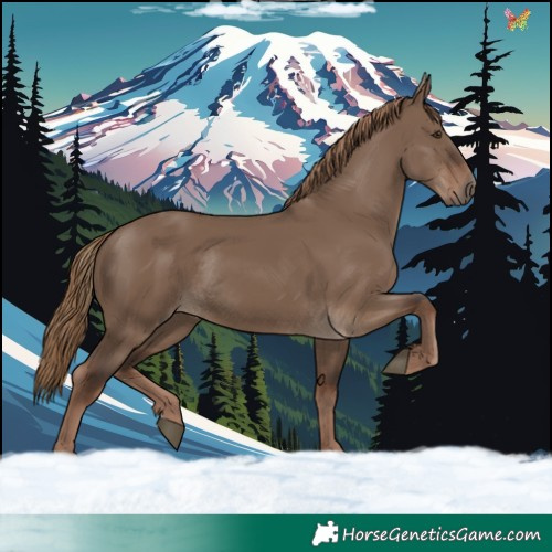 Horse Color:Liver Red Dun Rabicano 