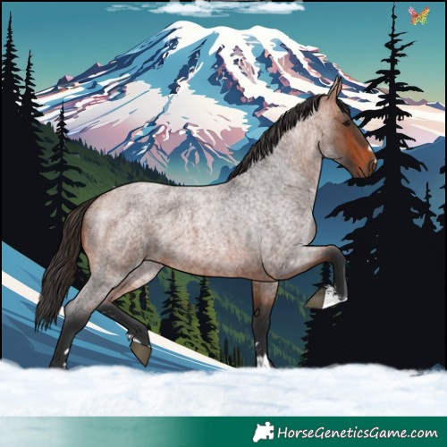 Horse Color:Bay Roan