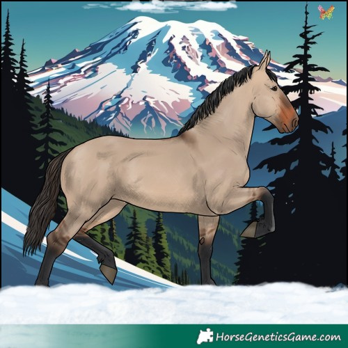 Horse Color:Bay Dun 