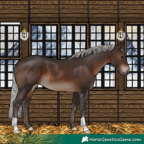 Horse Color:Silver Brown 