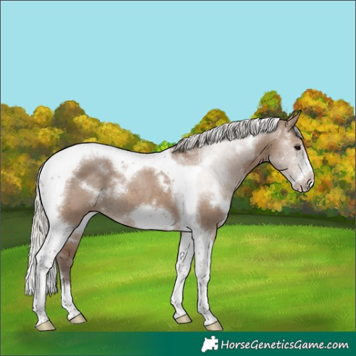 Horse Color:White Spotted Silver Grullo Tobiano Frame Rabicano 