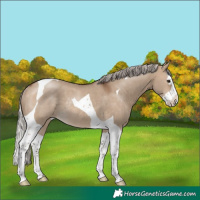 Horse Color:Silver Brown Dun Splash Tobiano Rabicano