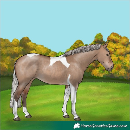 Horse Color:Silver Brown Dun Tobiano Rabicano 