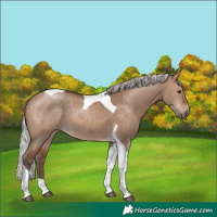 Horse Color:Silver Brown Dun Tobiano Rabicano